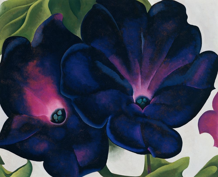 Picture of OKEEFE-BLACK AND PURPLE PETUNIAS