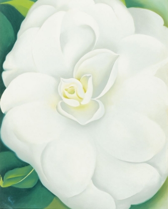 Picture of OKEEFE-WHITE CAMELIA