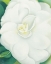 Picture of OKEEFE-WHITE CAMELIA