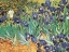 Picture of VAN GOGH-IRIS GARDEN