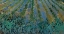 Picture of VAN GOGH-LAVENDER AT SAINTES-MARIES