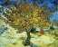 Picture of VAN GOUGH-THE MULBERRY TREE