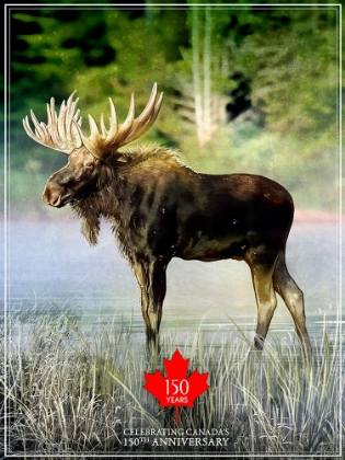 Picture of MOOSE CANADA 150TH ANNIVERSARY