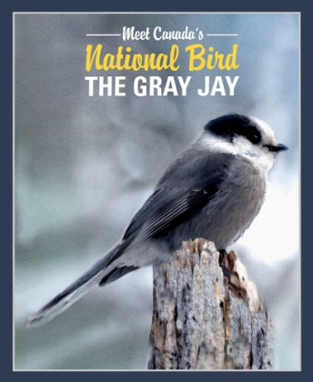 Picture of GRAY JAY CANADA’S NATIONAL BIRD