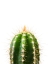 Picture of CACTUS