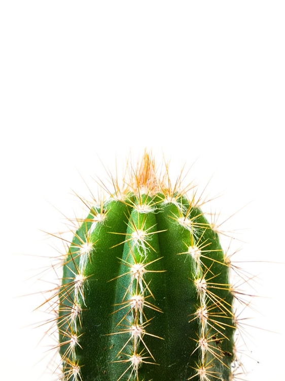 Picture of CACTUS