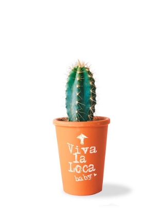 Picture of CACTUS CRAY CRAY