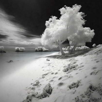 Picture of INFRARED BEACH II