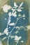 Picture of SPRING BLOOM IV