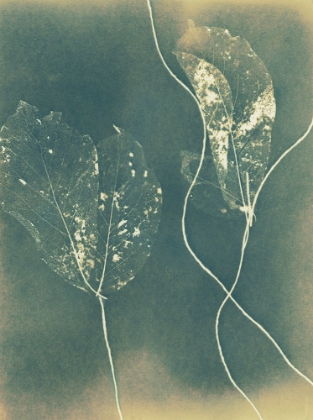 Picture of GHOST LEAVES