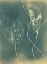 Picture of GHOST LEAVES