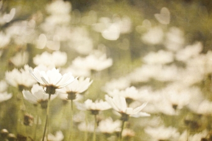 Picture of DAISIES I