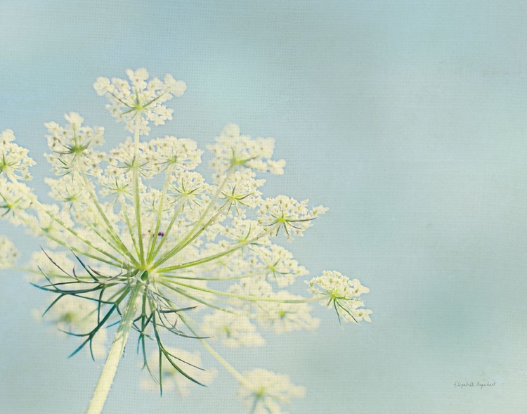 Picture of FLOWER ON BLUE I CROP