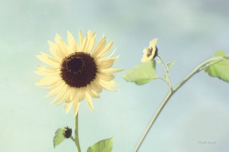 Picture of FLOWER ON BLUE II