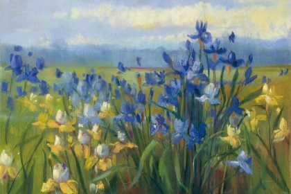 Picture of BLUE AND YELLOW FLOWER FIELD  V2