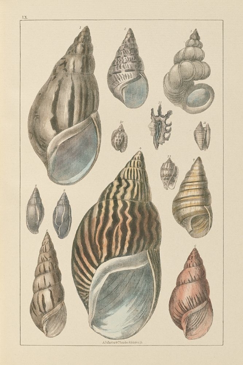 Picture of SHELL ASSORMENT III