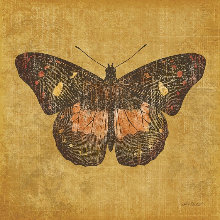 Picture of OCHRE BUTTERFLY