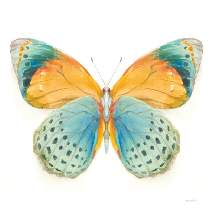 Picture of FRAGILE WINGS BUTTERFLY I