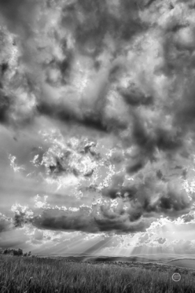 Picture of ROLLING PASTURE RAYS