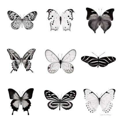 Picture of BW BUTTERFLY CHART