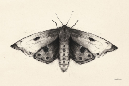 Picture of MOTH I