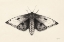 Picture of MOTH I