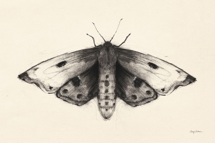 Picture of MOTH I