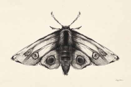 Picture of MOTH II