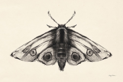Picture of MOTH II