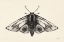 Picture of MOTH II