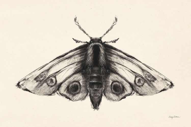 Picture of MOTH II