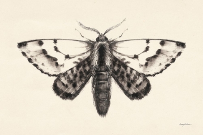 Picture of MOTH IV