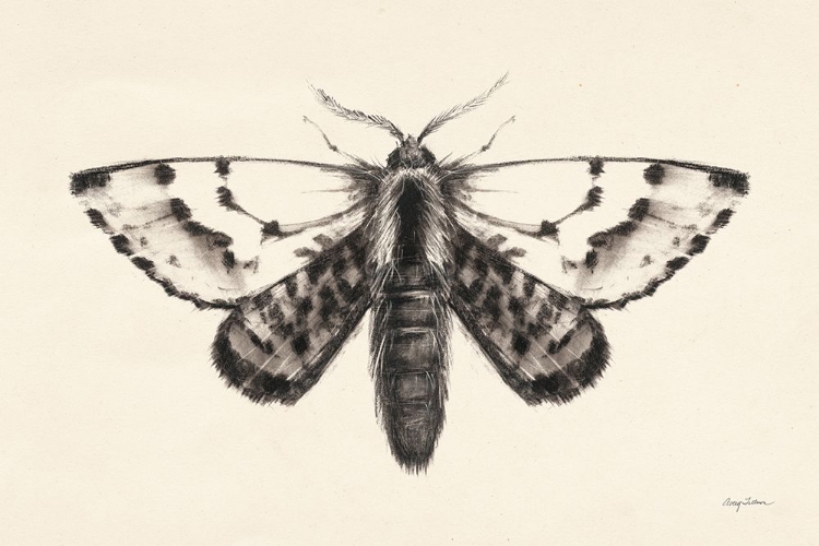 Picture of MOTH IV