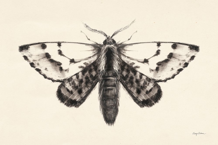 Picture of MOTH IV