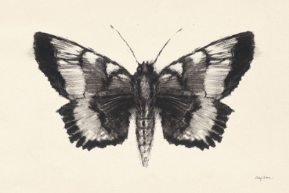 Picture of MOTH V