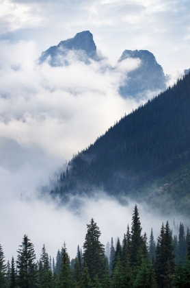 Picture of MOUNTAIN FOG