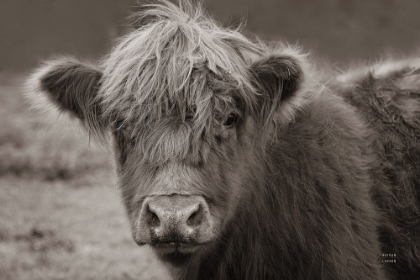 Picture of HIGHLAND COW DO NEUTRAL