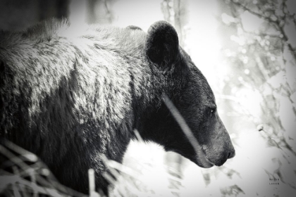 Picture of BEAR EMERGING