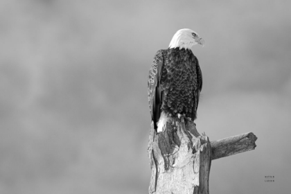 Picture of EAGLE PERCH BW