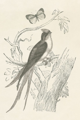 Picture of FRENCH BIRD ETCHING