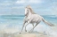 Picture of GALLOP ON THE BEACH