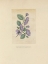 Picture of TEXTBOOK FLORAL PASTEL