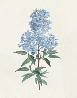 Picture of VICTORIAN GARDEN FLOWERS III BLUE
