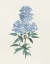 Picture of VICTORIAN GARDEN FLOWERS III BLUE