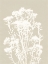 Picture of ALPINE FLOWER II NEUTRAL