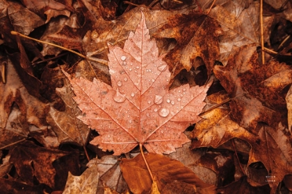 Picture of FALL RAINS I