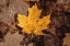 Picture of FALL RAINS II