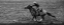 Picture of RODEO II BW