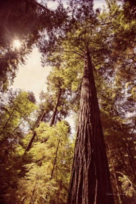 Picture of REDWOODS 1