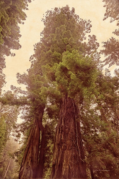 Picture of REDWOODS II